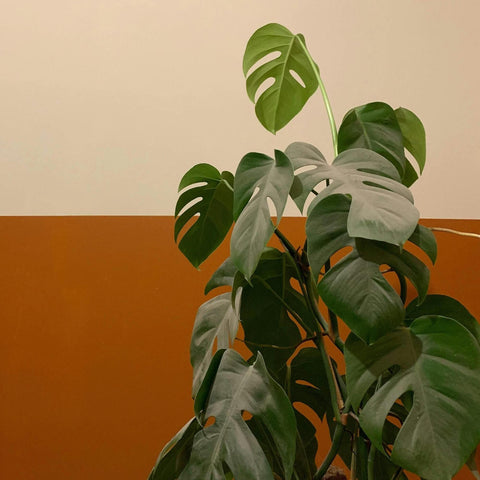 Monstera Deliciosa: Pflege, Standort und Tipps