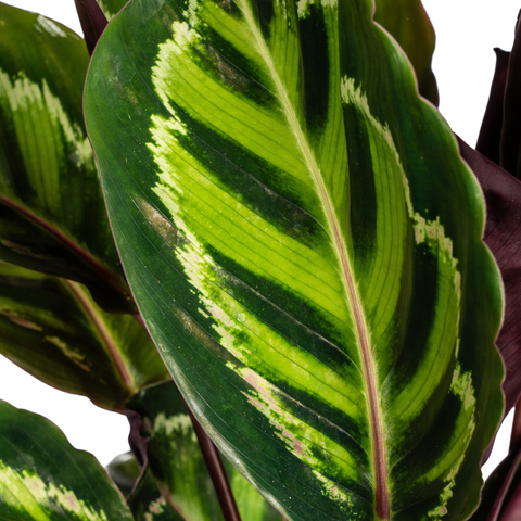 Calathea (Korbmarante): Pflege, Standort & Tipps
