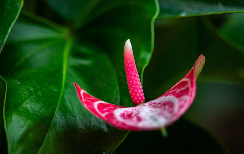 Anthurium (Flamingoblume)