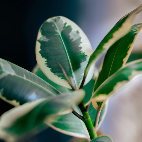 Ficus Elastica (Gummibaum)