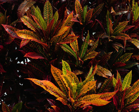 Wunderstrauch (Croton)