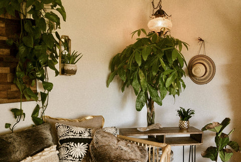 XXL Pflanzen | >130cm