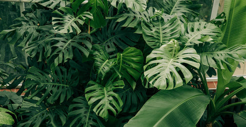 Monstera (Fensterblatt)