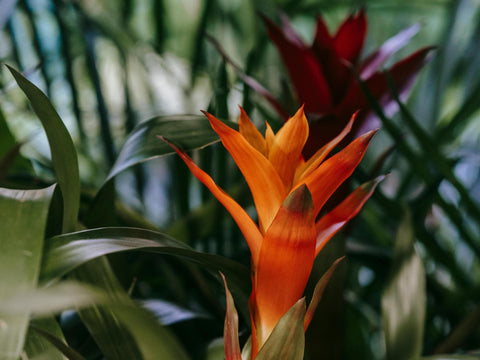 Guzmania