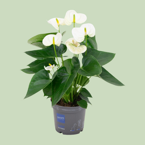 Anthurium 'White' (Flamingoblume) - 45cm | Ø12cm