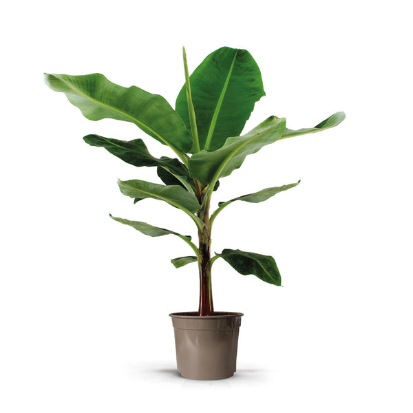 Bananenpflanze (Musa) - 140cm