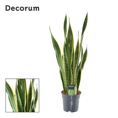 Bogenhanf sansevieria Zimerpflanze