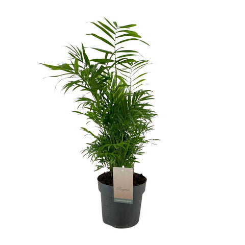 Bergpalme (Chamaedorea) 75cm - Pflegeleichte, tierfreundliche Zimmerpflanze kaufen bei PlantMyHome