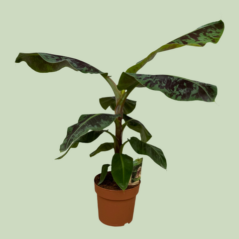 Bananenpflanze (Musa) -  80cm | Ø21cm