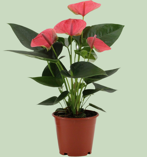 Anthurium 'Sweet Dream' (Flamingoblume) - 35cm | Ø12cm