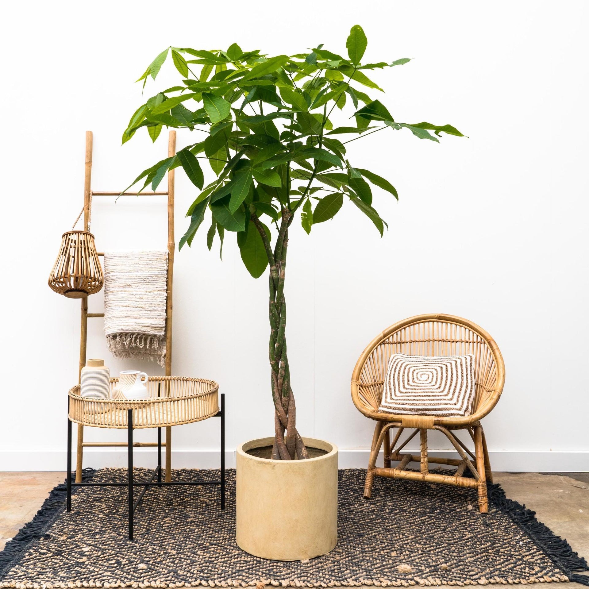 glückskastanie überwintern Glückskastanie (Pachira Aquatica) 160 cm kaufen – Große Zimmerpflanze –  PlantmyHome