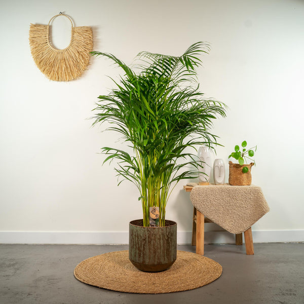 Goldfruchtpalme (Areca Palme) | 130cm
