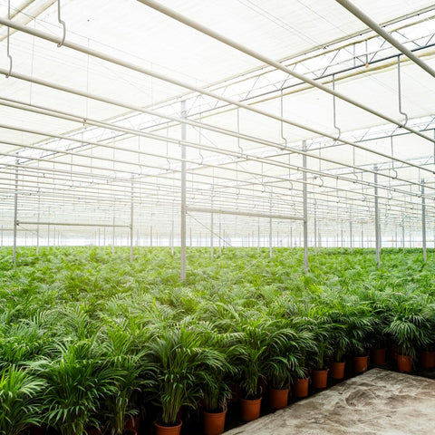 Goldfruchtpalme (Areca Palme) ↕130cm