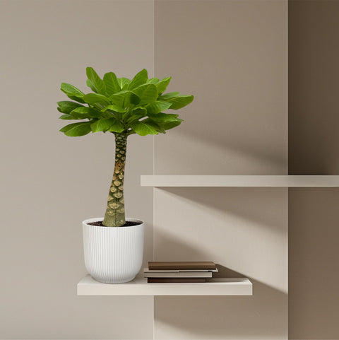 Hawaii Palme - 30cm | Ø12cm