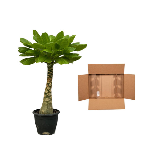 Hawaii Palme - 30cm | Ø12cm