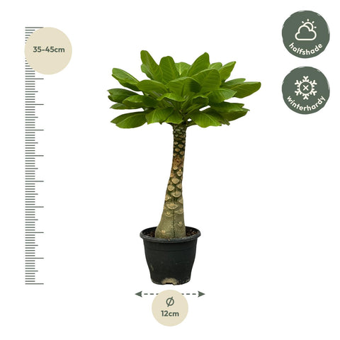 Hawaii Palme - 30cm | Ø12cm