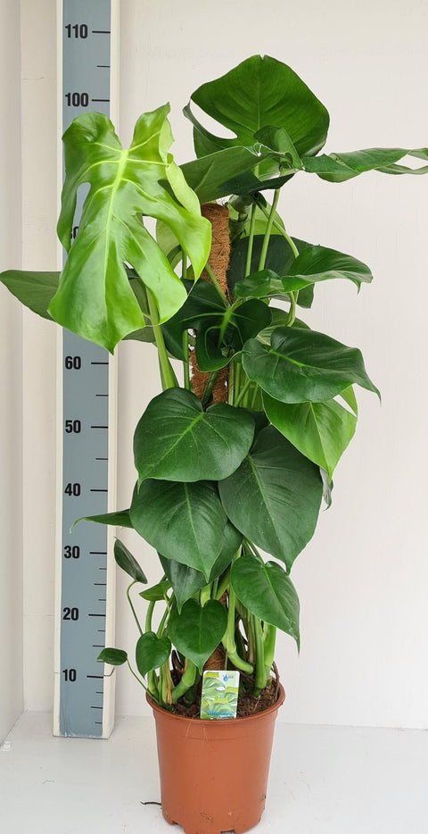 Monstera am Moosstock