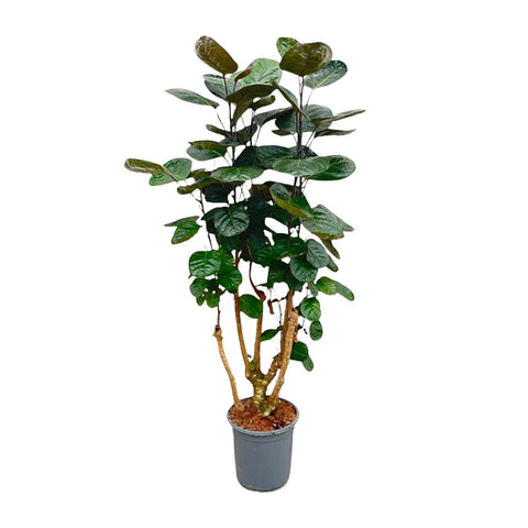 Polyscias Fabian Zimmerpflanze bestellen