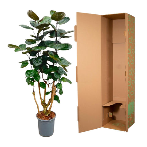 Polyscias Fabian neben einem Versandkarton 