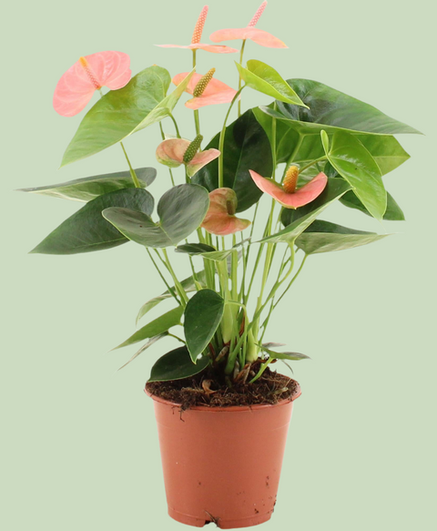 Anthurium 'Spirit' (Flamingoblume) – 40cm Höhe, exotische Zimmerpflanze mit roten Blüten