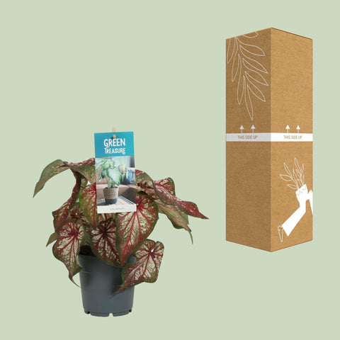 Caladium Bicolor mit 30 cm Höhe sicher im Karton verpackt für den Versand