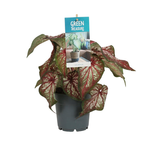 Caladium Bicolor mit 30 cm Höhe in einem modernen Topf, farbenfrohe Blätter