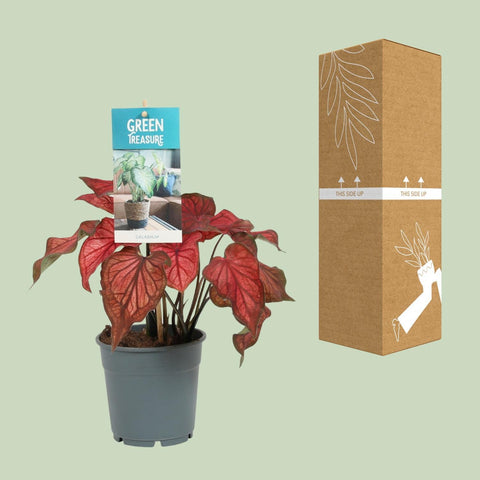 Caladium Rot mit 30 cm Höhe sicher im Karton verpackt für den Versand