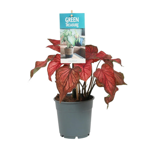 Caladium Rot mit 30 cm Höhe in einem Topf