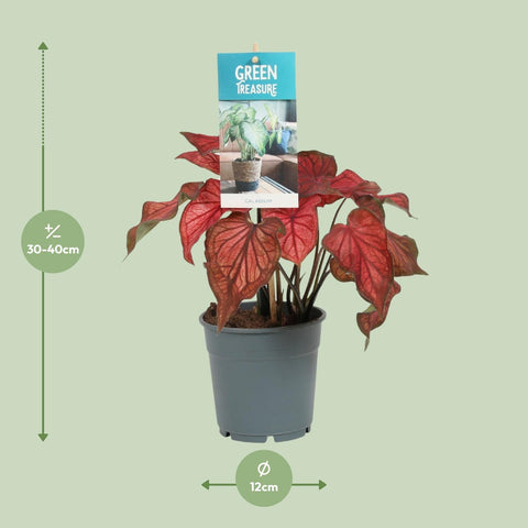 Caladium Rot mit 30 cm Höhe und den Pflanzenmaßen auf dem Bild dargestellt