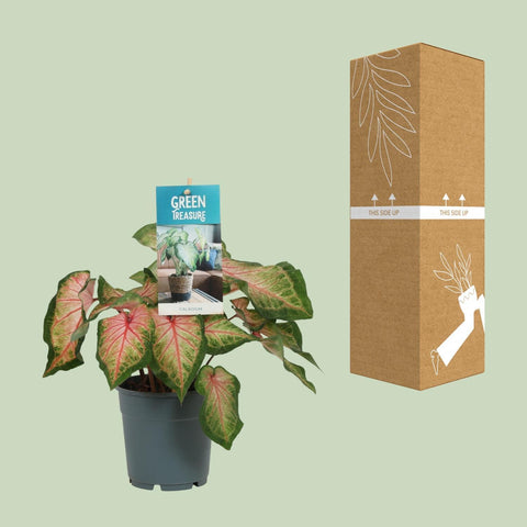 Caladium Roze mit 30 cm Höhe sicher im Karton verpackt für den Versand