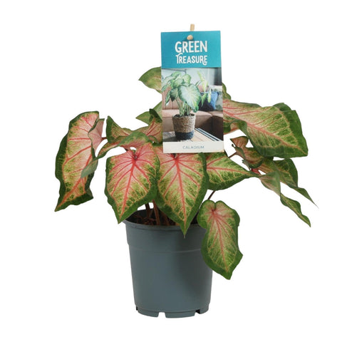 Caladium Roze mit 30 cm Höhe in einem Topf, zarte rosafarbene Blätter