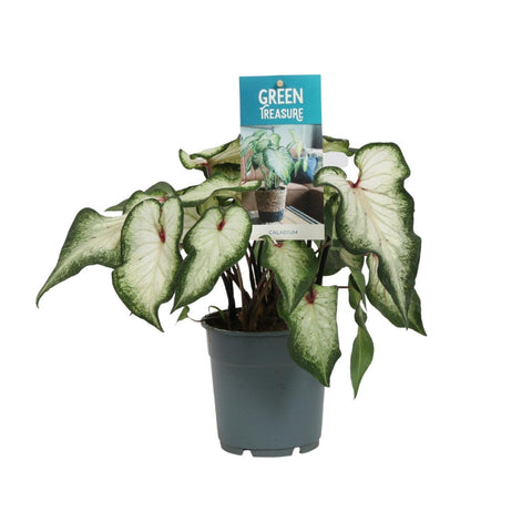 Caladium Weiß mit 30 cm Höhe in einem modernen Topf, weiße Blätter mit grünen Rändern