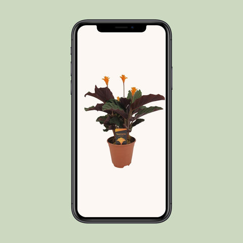 calathea crocata 40cm auf dem handy zu sehen