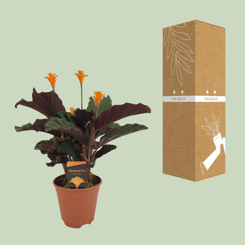 Calathea Crocata mit 40 cm Höhe sicher im Karton verpackt für den Versand