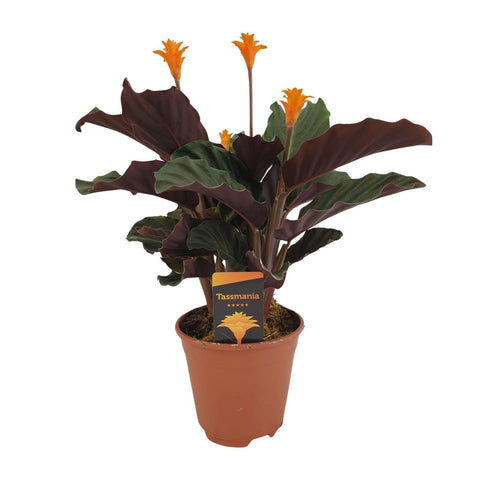 Calathea Crocata mit 40 cm Höhe in einem Topf