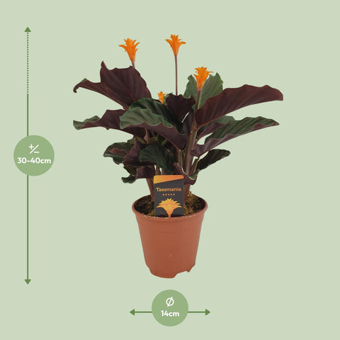 Calathea Crocata mit 40 cm Höhe und den Pflanzenmaßen auf dem Bild dargestellt