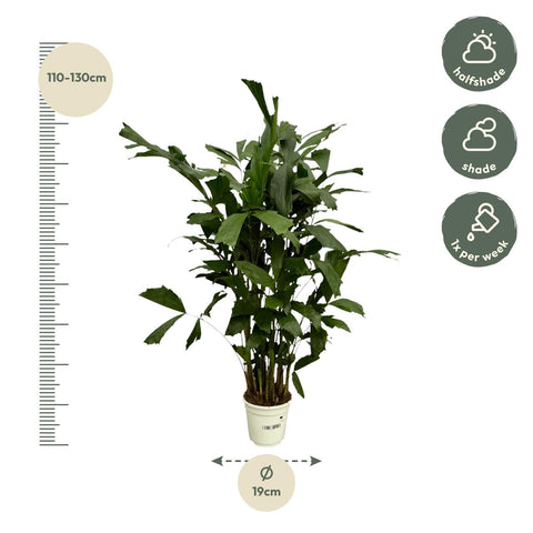 Caryota Mitis - 120cm