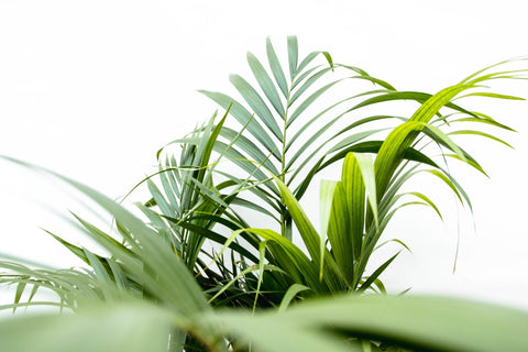 Detailaufnahme der gefiederten Blätter der Goldfruchtpalme (Areca Palme) mit 160 cm Höhe