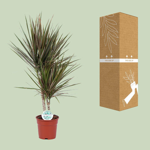 Dracaena Bicolor in einem Ø17 cm Topf, sicher im Karton verpackt für den Versand