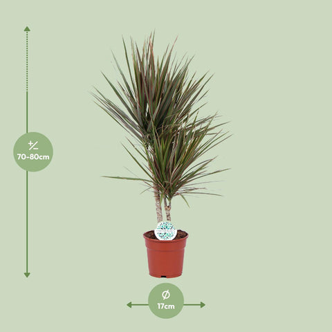 Dracaena Bicolor mit Ø17 cm Topf und den Pflanzenmaßen dargestellt