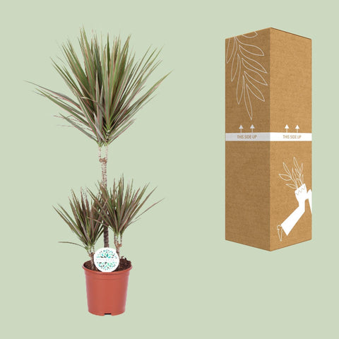 Dracaena 'Bicolor' mit 95 cm Höhe sicher im Karton verpackt für den Versand