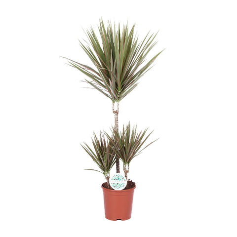 Dracaena 'Bicolor' mit 95 cm Höhe und farbenfrohen grün-roten Blättern