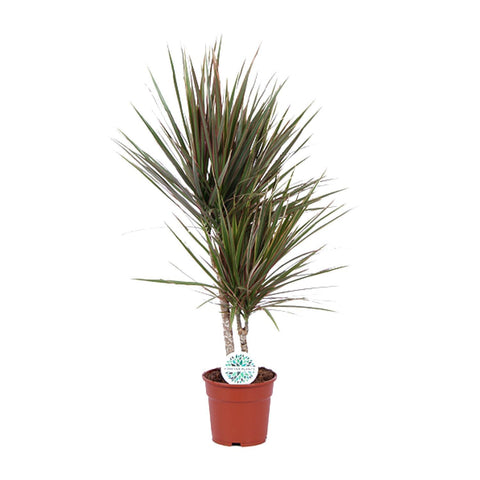 Dracaena Bicolor in einem Ø17 cm Topf, dekorative grün-rote Blätter