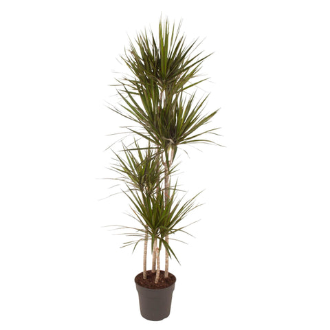 Dracaena 'Marginata' mit 160 cm Höhe und schmalen, grün-roten Blättern