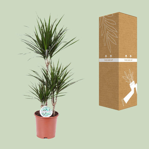 Dracaena 'Marginata' in einem Ø21 cm Topf sicher im Karton verpackt für den Versand