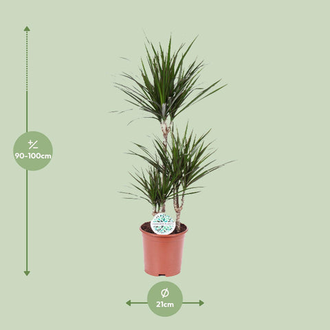 Dracaena 'Marginata' mit Ø21 cm Topf und den genauen Pflanzenmaßen dargestellt