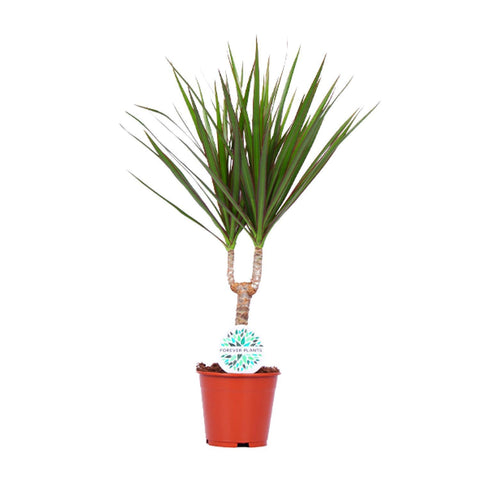 Dracaena 'Marginata' mit 55 cm Höhe und schmalen, grün-roten Blättern