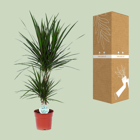 Dracaena 'Marginata' mit 75 cm Höhe sicher im Karton verpackt für den Versand