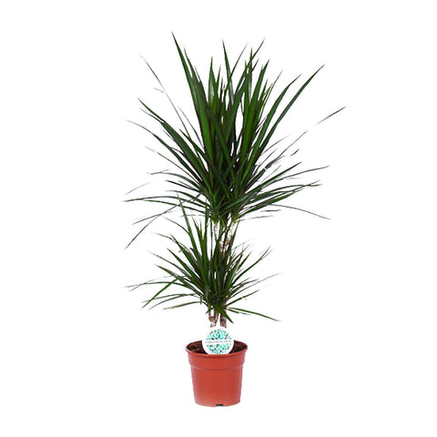 Dracaena 'Marginata' mit 75 cm Höhe und schmalen, grün-roten Blättern