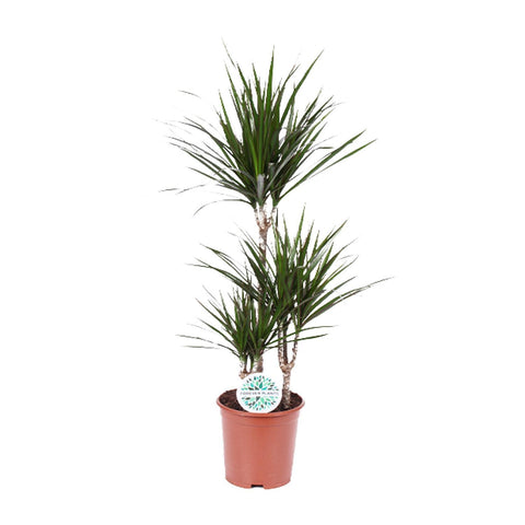 Dracaena 'Marginata' mit schmalen, grün-roten Blättern in einem Ø21 cm Topf